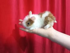 Карликовые кролики.