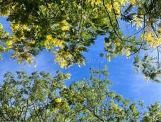 Возьму дом под присмотр или сниму по адекватной цене, с последующим выкупом