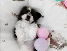 Продаются щенки Ши Тцу 