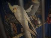 попугаи карелла ( самка и самец ) и пара ожереловые ( самка и самец )