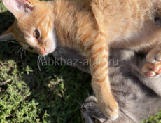 Потерялся кот