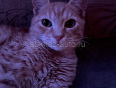 Потерялся кот