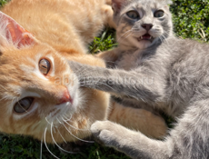 Потерялся кот