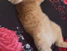 Потерялся кот