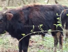 Продам бычка 