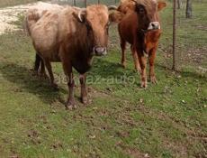 Бык и корова 