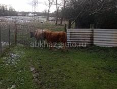 Бык и корова 