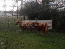 Бык и корова 