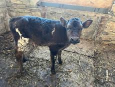 Айширский бочек хороший для племя сделан на эко 