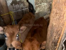 2 телёнка продаются вместе , все вопросы по телефон , им по 2 месяца 