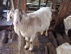 Абщткуа козы и телки 