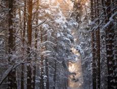 Продаются картины 