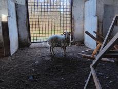 Продажа барана.