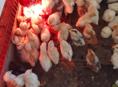 В продаже цыплята породы Редбро