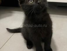 Отдам в добрые руки 