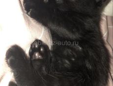 Отдам в добрые руки 