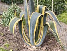 Продаётся агава 2000 руб.