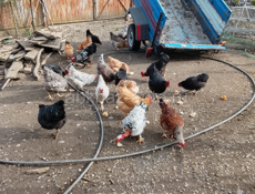 Продаются куры домашние 