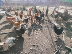 Продаются куры домашние 