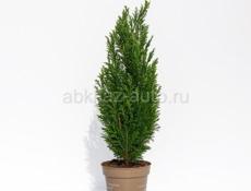 Звонить или писать на ватсап 7752026 Продаются туи , количество ограничено, 350 р 