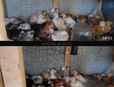 Продаю 2-месячных цыплят 