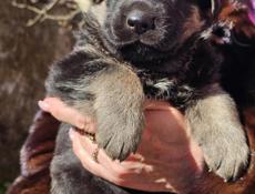 Немецкая овчарка