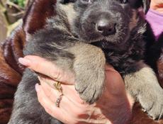 Немецкая овчарка