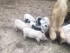 Продаю поросят 