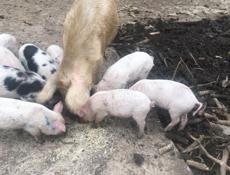 Продаю поросят 