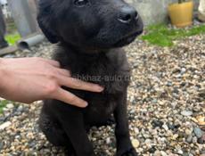 Щенок мальчик 