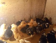 Суточные цеплята 