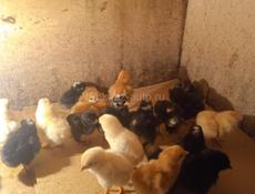 Суточные цеплята 