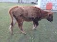 Продаю телку 50-55кг