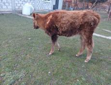 Продаю телку 50-55кг