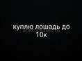 Куплю лошадь до 10к 