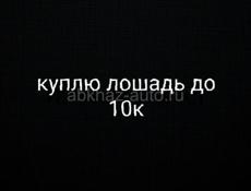 Куплю лошадь до 10к 