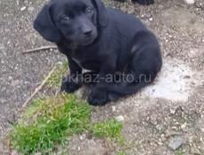 Отдаю даром щенков таксы