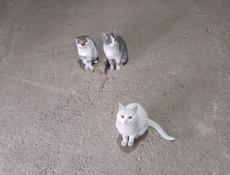 котики по 1500р