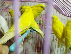 Попугай волнистый