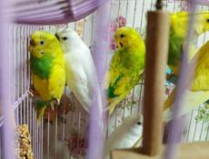 Попугай волнистый