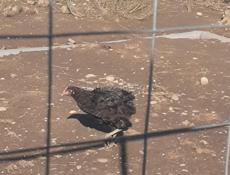 Продаюся куры 