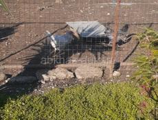 Продаюся куры 