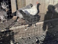 Продаюся куры 