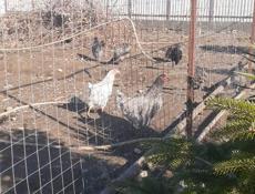 Продаюся куры 