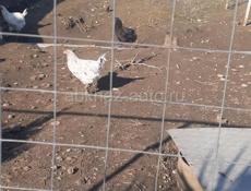 Продаюся куры 