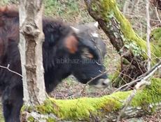 Продам бычка 