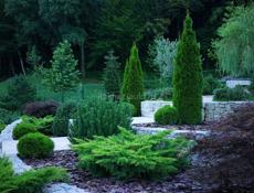 Продаются туи в ограниченном количестве, отдам по 350 р  Звонить или писать на ватсап 7752026