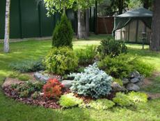 Продаются туи в ограниченном количестве, отдам по 350 р  Звонить или писать на ватсап 7752026