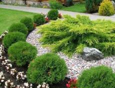 Продаются туи в ограниченном количестве, отдам по 350 р  Звонить или писать на ватсап 7752026