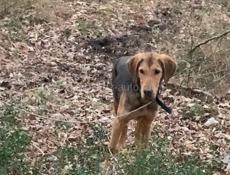 Потерялась собака 